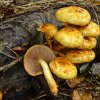 Pholiota aurivella, Goldfellschüppling